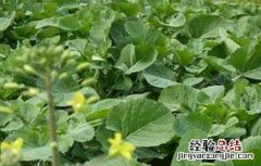 油菜早薹早花怎么办 油菜早开花怎么办
