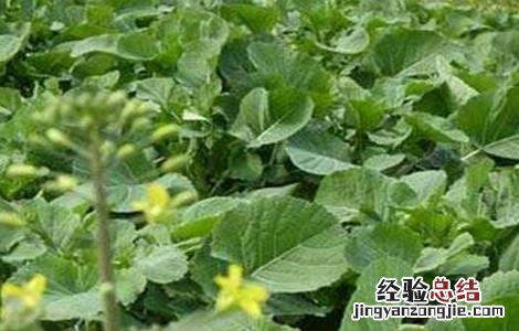 油菜早薹早花怎么办 油菜早开花怎么办
