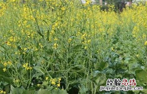 油菜早薹早花怎么办 油菜早开花怎么办