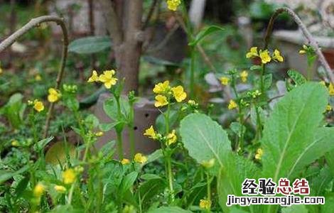 油菜早薹早花怎么办 油菜早开花怎么办