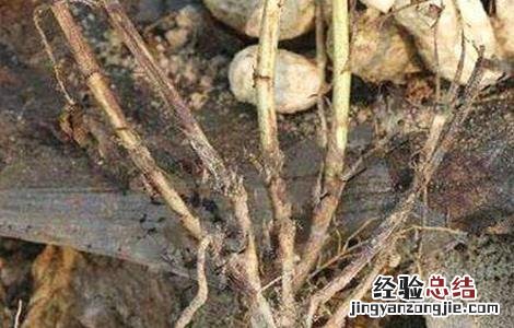 花生菌核病的防治方法有 花生菌核病的防治方法