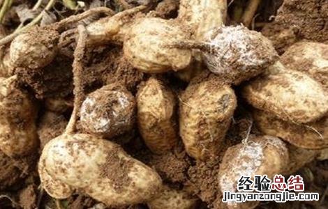 花生菌核病的防治方法有 花生菌核病的防治方法
