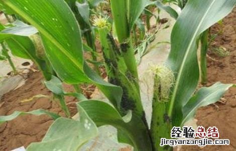 玉米蚜虫的防治方法图片 玉米蚜虫的防治方法