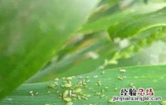 玉米蚜虫的防治方法图片 玉米蚜虫的防治方法