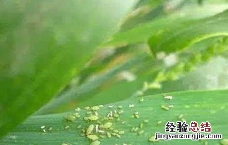 玉米蚜虫的防治方法图片 玉米蚜虫的防治方法