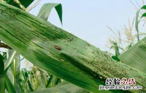 玉米蚜虫的防治方法图片 玉米蚜虫的防治方法