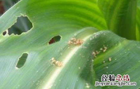 玉米蚜虫的防治方法图片 玉米蚜虫的防治方法