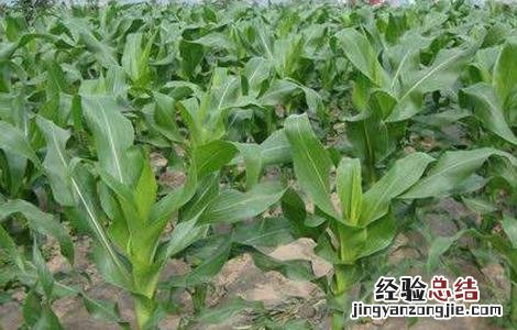 影响玉米播种时间的因素 影响玉米播种时间的因素有