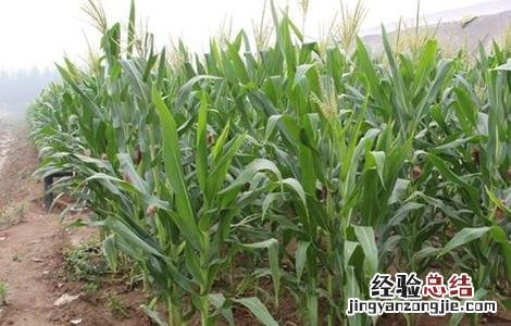 影响玉米播种时间的因素 影响玉米播种时间的因素有