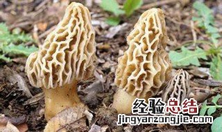 什么人不适合吃羊肚菌 有什么人
