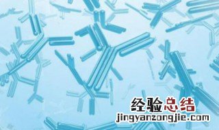 抗体是怎么产生的 主要是怎么产生