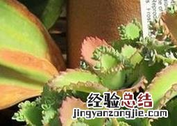 不死鸟的种植要点及栽培技术 不死鸟的种植要点及栽培技术