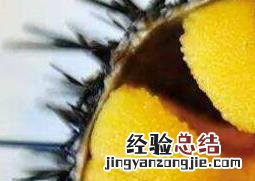 海胆的营养价值 海胆的营养价值及功效与作用禁忌