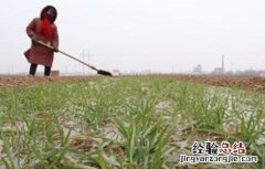 冬小麦冬灌应在什么进行 小麦冬灌好处和注意事项