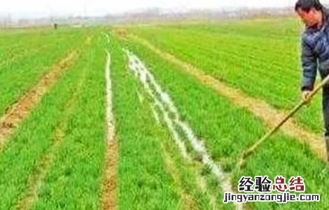 冬小麦冬灌应在什么进行 小麦冬灌好处和注意事项