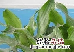 巴西螺纹铁的养殖方法 螺纹铁的养殖方法