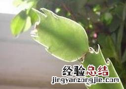 仙人球怎样嫁接蟹爪兰 怎样嫁接蟹爪兰