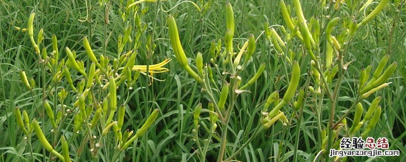 黄花菜春季施什么肥 黄花菜四月施肥技术