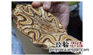 龙骨风要用什么一起泡酒 龙骨风泡酒还可以放什么