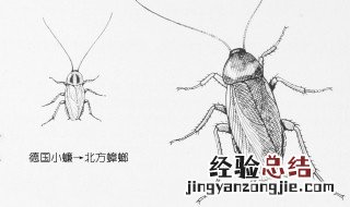 吃美洲大蠊禁忌 吃美洲大蠊禁忌有哪些