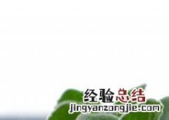 碰碰香叶子发黑怎么办 碰碰香叶子上有黑点