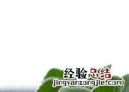 碰碰香叶子发黑怎么办 碰碰香叶子上有黑点