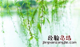 柳树代表什么含义和象征 柳树代表什么含义