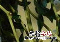 榭寄生养殖方法及注意事项 榭寄生作用