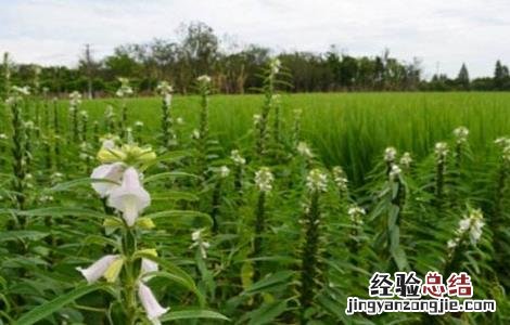 芝麻种植后期管理 芝麻苗期管理重点