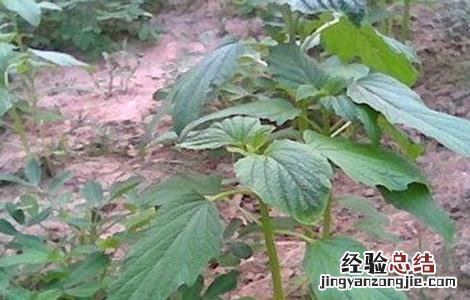 芝麻种植后期管理 芝麻苗期管理重点