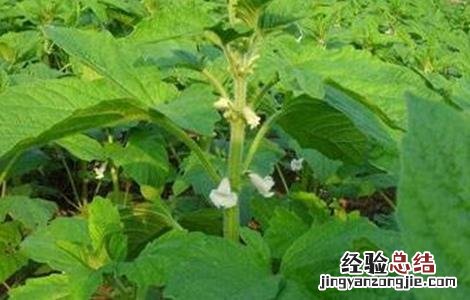 芝麻种植后期管理 芝麻苗期管理重点