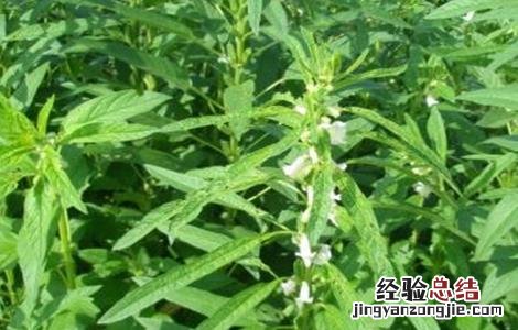芝麻种植后期管理 芝麻苗期管理重点