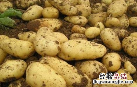 马铃薯中后期管理要点 马铃薯中后期管理要点有哪些