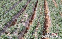 马铃薯中后期管理要点 马铃薯中后期管理要点有哪些