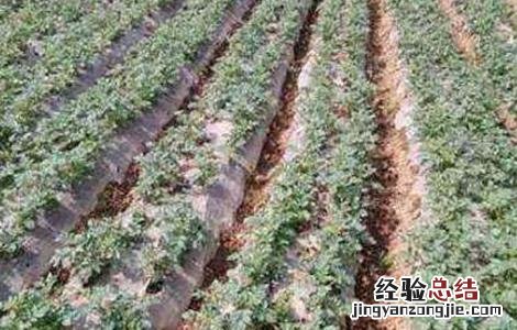 马铃薯中后期管理要点 马铃薯中后期管理要点有哪些