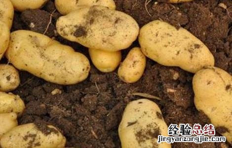 马铃薯中后期管理要点 马铃薯中后期管理要点有哪些