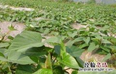 紫薯栽培管理技术 紫薯苗期管理技术