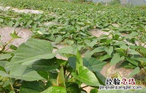 紫薯栽培管理技术 紫薯苗期管理技术