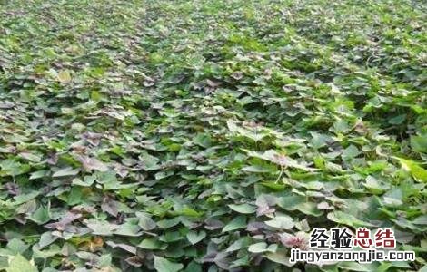 紫薯栽培管理技术 紫薯苗期管理技术