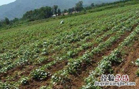 紫薯栽培管理技术 紫薯苗期管理技术