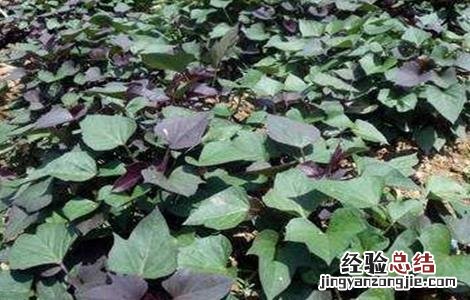 紫薯栽培管理技术 紫薯苗期管理技术