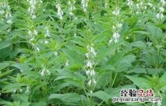 春芝麻种植时间和方法 春芝麻种植时间和管理