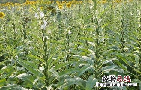 春芝麻种植时间和方法 春芝麻种植时间和管理