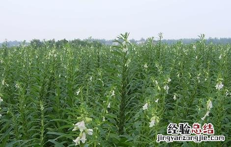 芝麻如何施肥才能高产一些 芝麻如何施肥才能高产