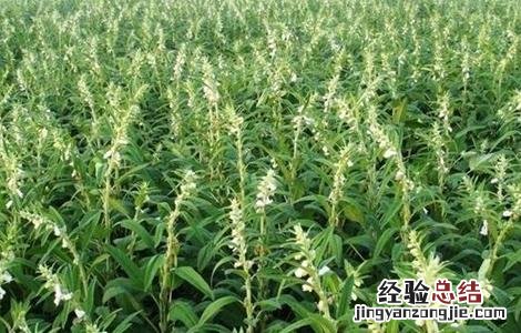 芝麻如何施肥才能高产一些 芝麻如何施肥才能高产