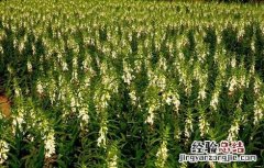 芝麻如何施肥才能高产一些 芝麻如何施肥才能高产