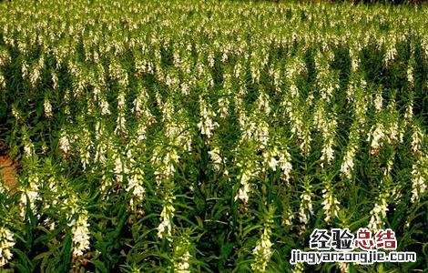 芝麻如何施肥才能高产一些 芝麻如何施肥才能高产