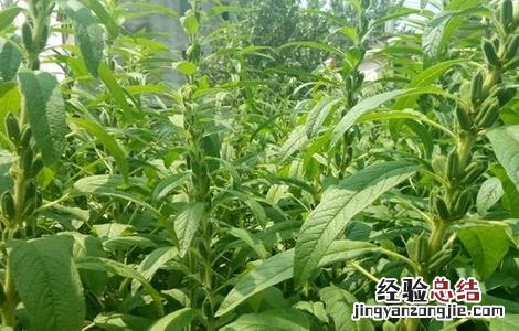 芝麻如何施肥才能高产一些 芝麻如何施肥才能高产
