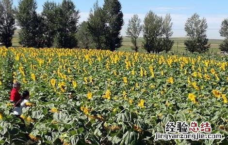 向日葵原因分析 造成向日葵减产的原因