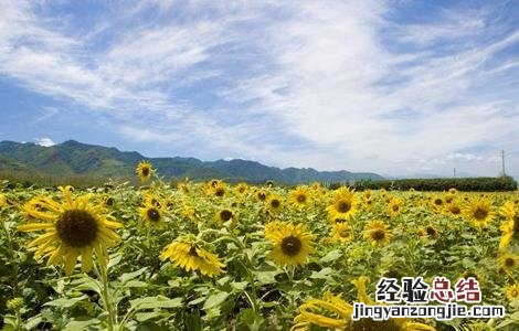 向日葵原因分析 造成向日葵减产的原因